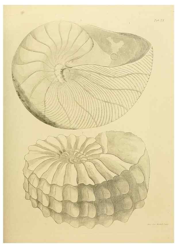 Reproducción/Reproduction 21922410880: The fossils of the South Downs :. London :L. Relfe,1822.