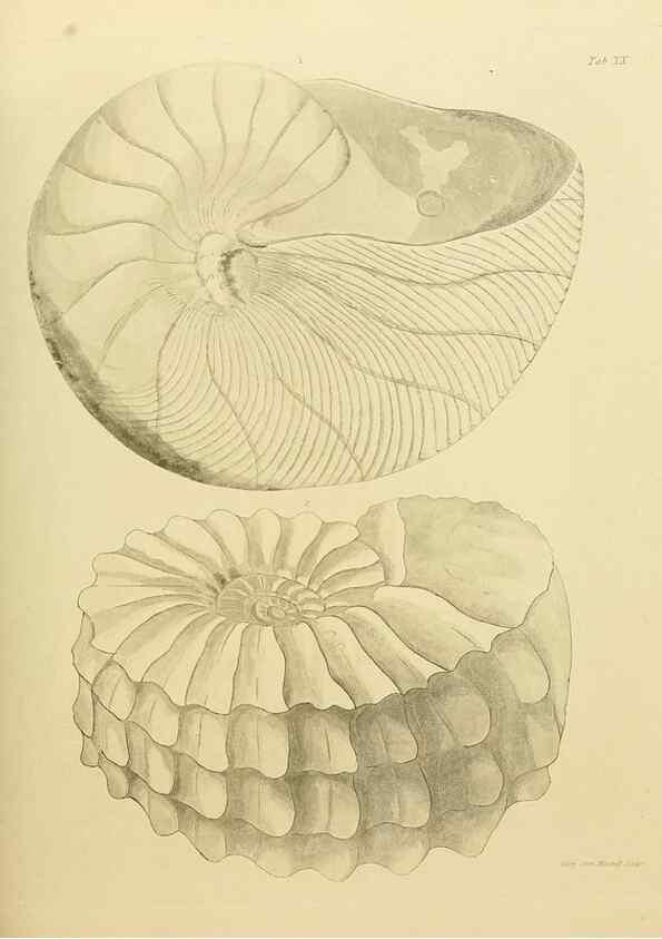 Reproducción/Reproduction 21922410880: The fossils of the South Downs :. London :L. Relfe,1822.