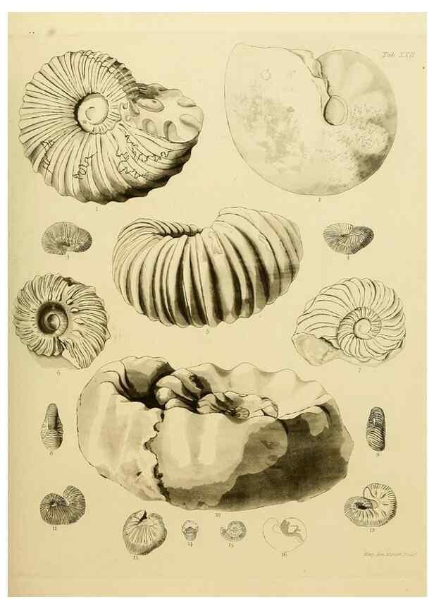 Reproducción/Reproduction 21922416250: The fossils of the South Downs :. London :L. Relfe,1822.