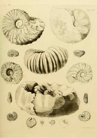 Reproducción/Reproduction 21922416250: The fossils of the South Downs :. London :L. Relfe,1822.