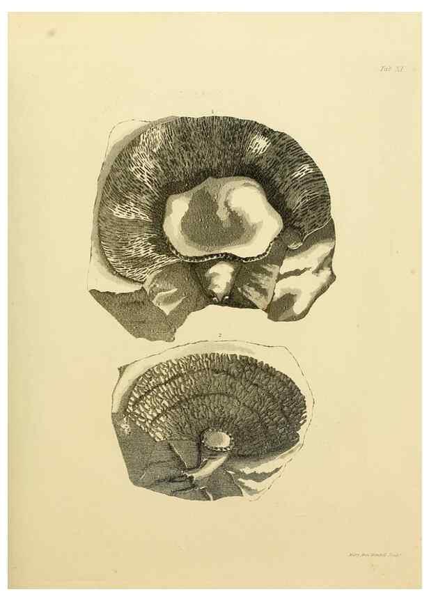 Reproducción/Reproduction 21922681128: The fossils of the South Downs :. London :L. Relfe,1822.