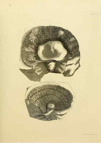 Reproducción/Reproduction 21922681128: The fossils of the South Downs :. London :L. Relfe,1822.