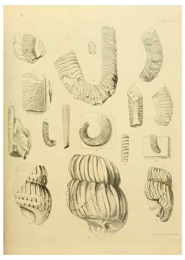 Reproducción/Reproduction 21487771564: The fossils of the South Downs :. London :L. Relfe,1822.
