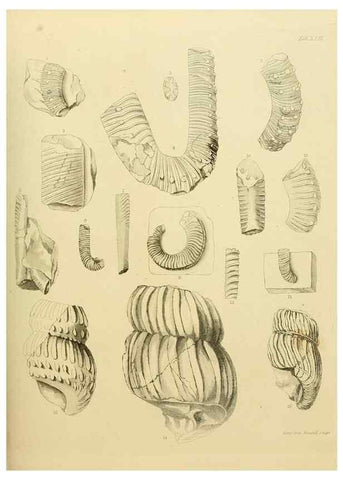 Reproducción/Reproduction 21487771564: The fossils of the South Downs :. London :L. Relfe,1822.