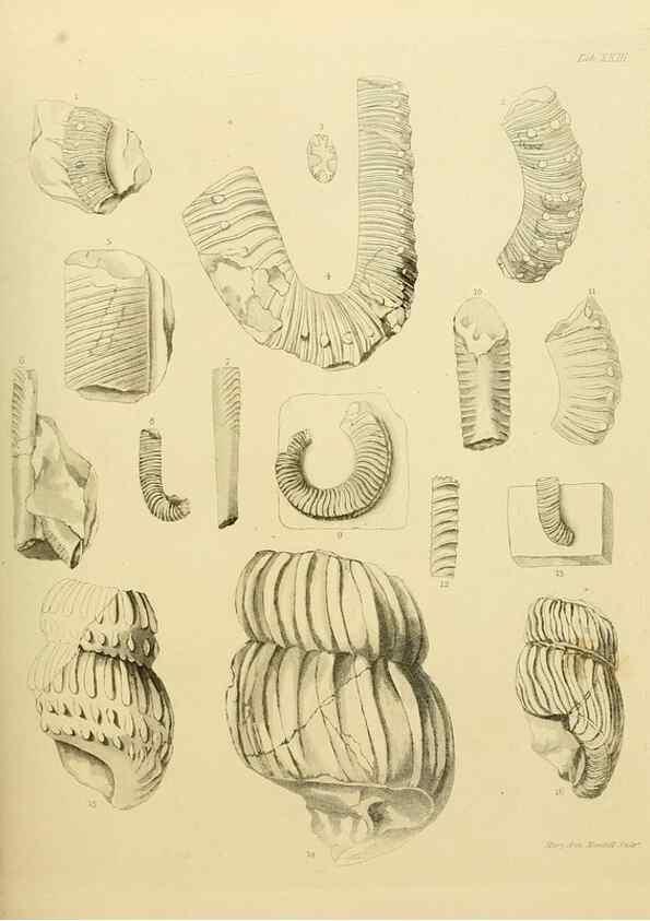 Reproducción/Reproduction 21487771564: The fossils of the South Downs :. London :L. Relfe,1822.