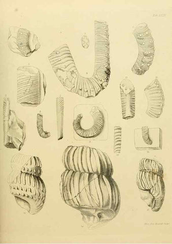 Reproducción/Reproduction 21487771564: The fossils of the South Downs :. London :L. Relfe,1822.