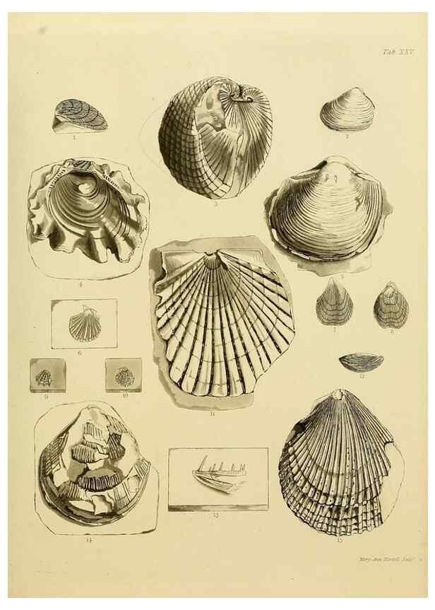 Reproducción/Reproduction 21922715658: The fossils of the South Downs :. London :L. Relfe,1822.
