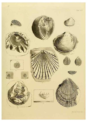 Reproducción/Reproduction 21922715658: The fossils of the South Downs :. London :L. Relfe,1822.