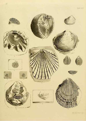 Reproducción/Reproduction 21922715658: The fossils of the South Downs :. London :L. Relfe,1822.