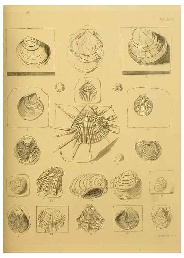 Reproducción/Reproduction 22120676191: The fossils of the South Downs :. London :L. Relfe,1822.