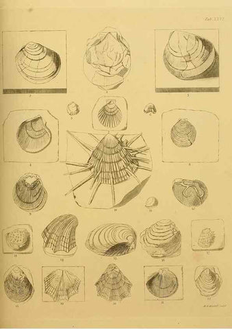 Reproducción/Reproduction 22120676191: The fossils of the South Downs :. London :L. Relfe,1822.
