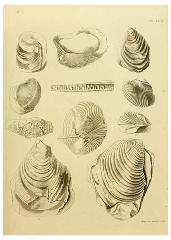 Reproducción/Reproduction 22084425296: The fossils of the South Downs :. London :L. Relfe,1822.