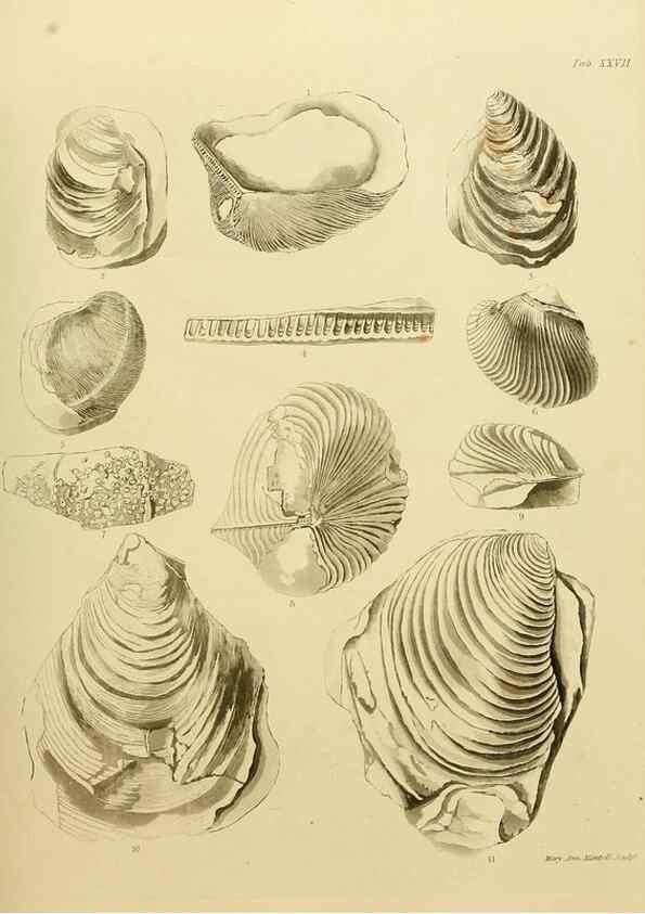 Reproducción/Reproduction 22084425296: The fossils of the South Downs :. London :L. Relfe,1822.