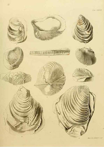 Reproducción/Reproduction 22084425296: The fossils of the South Downs :. London :L. Relfe,1822.