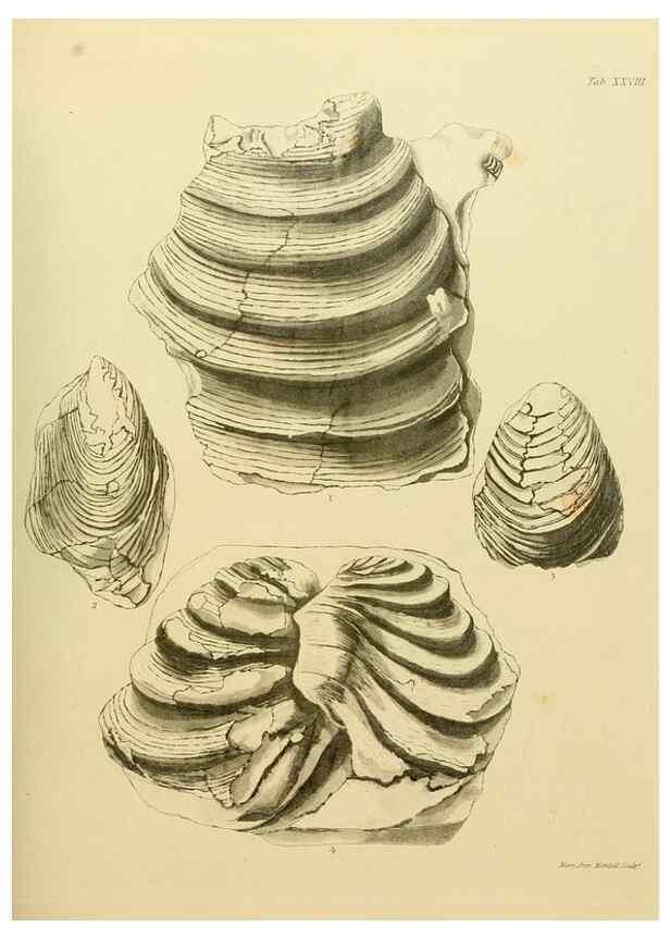 Reproducción/Reproduction 21923693949: The fossils of the South Downs :. London :L. Relfe,1822.