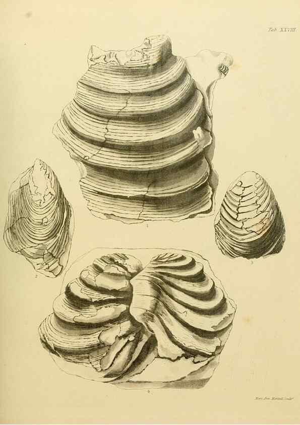Reproducción/Reproduction 21923693949: The fossils of the South Downs :. London :L. Relfe,1822.