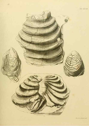 Reproducción/Reproduction 21923693949: The fossils of the South Downs :. London :L. Relfe,1822.