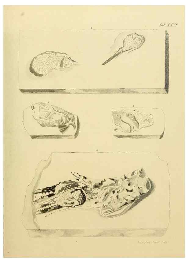 Reproducción/Reproduction 22084436146: The fossils of the South Downs :. London :L. Relfe,1822.