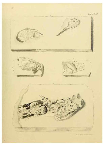 Reproducción/Reproduction 22084436146: The fossils of the South Downs :. London :L. Relfe,1822.