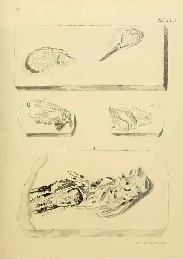 Reproducción/Reproduction 22084436146: The fossils of the South Downs :. London :L. Relfe,1822.