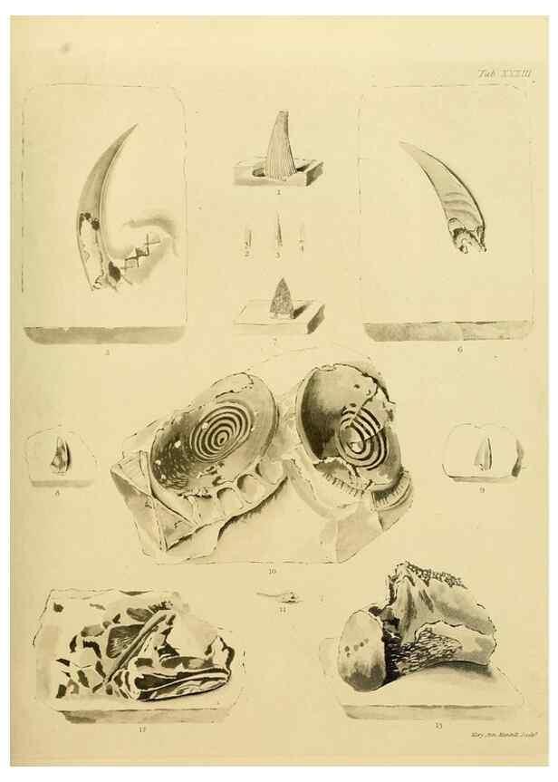 Reproducción/Reproduction 21923706679: The fossils of the South Downs :. London :L. Relfe,1822.