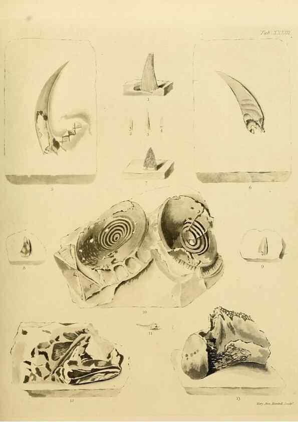 Reproducción/Reproduction 21923706679: The fossils of the South Downs :. London :L. Relfe,1822.