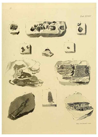 Reproducción/Reproduction 21922738788: The fossils of the South Downs :. London :L. Relfe,1822.