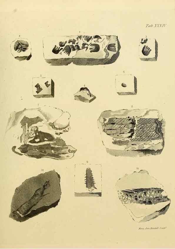 Reproducción/Reproduction 21922738788: The fossils of the South Downs :. London :L. Relfe,1822.