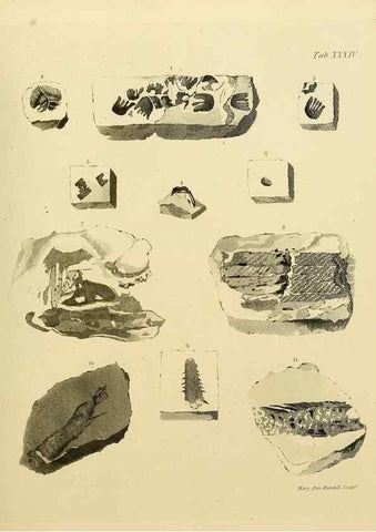 Reproducción/Reproduction 21922738788: The fossils of the South Downs :. London :L. Relfe,1822.