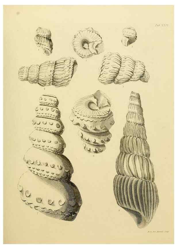 Reproducción/Reproduction 22110610805: The fossils of the South Downs :. London :L. Relfe,1822.