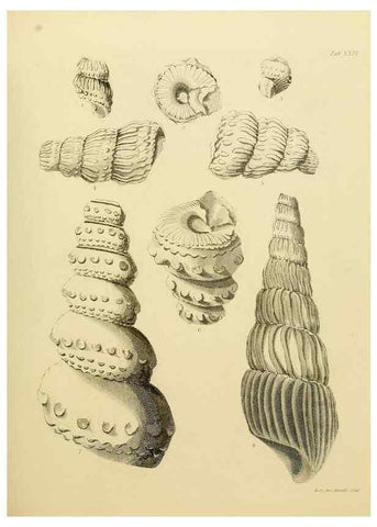 Reproducción/Reproduction 22110610805: The fossils of the South Downs :. London :L. Relfe,1822.
