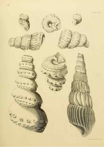 Reproducción/Reproduction 22110610805: The fossils of the South Downs :. London :L. Relfe,1822.