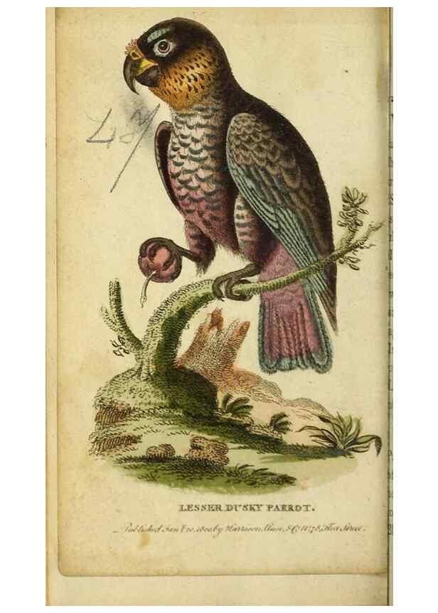 Reproducción/Reproduction 20151388195: The Naturalist's Pocket Magazine or compleat cabinet of the curiosities and beauties of nature.. London.