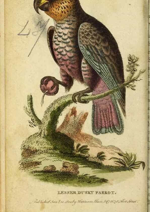 Reproducción/Reproduction 20151388195: The Naturalist's Pocket Magazine or compleat cabinet of the curiosities and beauties of nature.. London.