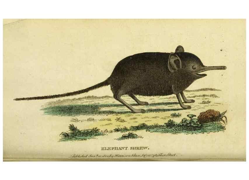 Reproducción/Reproduction 19963309758: The Naturalist's Pocket Magazine or compleat cabinet of the curiosities and beauties of nature.. London.
