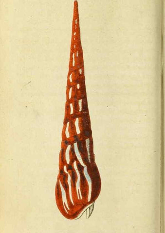 Reproducción/Reproduction 20125117116: The Naturalist's Pocket Magazine or compleat cabinet of the curiosities and beauties of nature.. London.