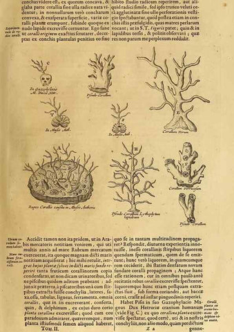 Reproducción/Reproduction 15483269417: Mundus subterraneus, in XII libros digestus :. Amstelodami :apud Joannem Janssonium à Waesberge & filios,1678.