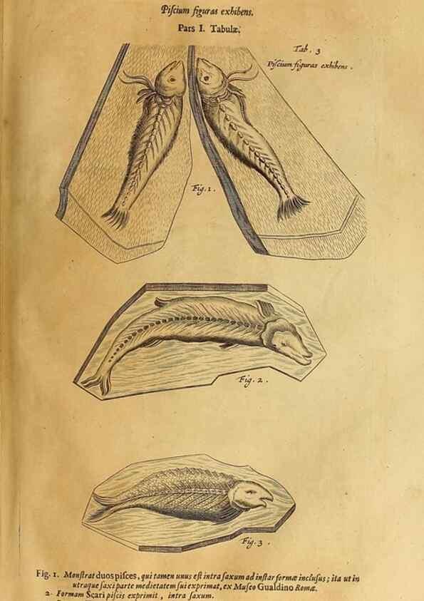 Reproducción/Reproduction 15048305974: Mundus subterraneus, in XII libros digestus :. Amstelodami :apud Joannem Janssonium à Waesberge & filios,1678.