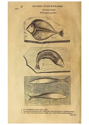 Reproducción/Reproduction 15669874612: Mundus subterraneus, in XII libros digestus :. Amstelodami :apud Joannem Janssonium à Waesberge & filios,1678.