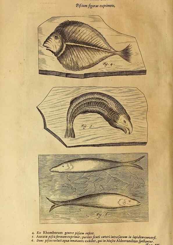 Reproducción/Reproduction 15669874612: Mundus subterraneus, in XII libros digestus :. Amstelodami :apud Joannem Janssonium à Waesberge & filios,1678.