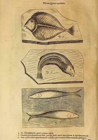 Reproducción/Reproduction 15669874612: Mundus subterraneus, in XII libros digestus :. Amstelodami :apud Joannem Janssonium à Waesberge & filios,1678.
