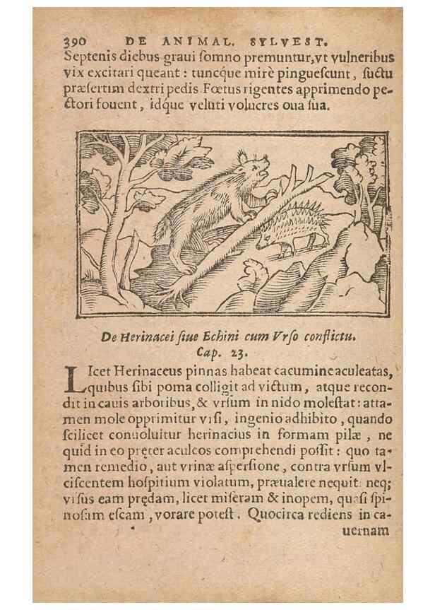 Reproducción/Reproduction 15015071064: Historiae de gentibus septentrionalibus /. Antverpiae :Apud Ioannem Bellerum,[ca. 1557]