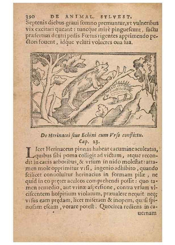 Reproducción/Reproduction 15015071064: Historiae de gentibus septentrionalibus /. Antverpiae :Apud Ioannem Bellerum,[ca. 1557]