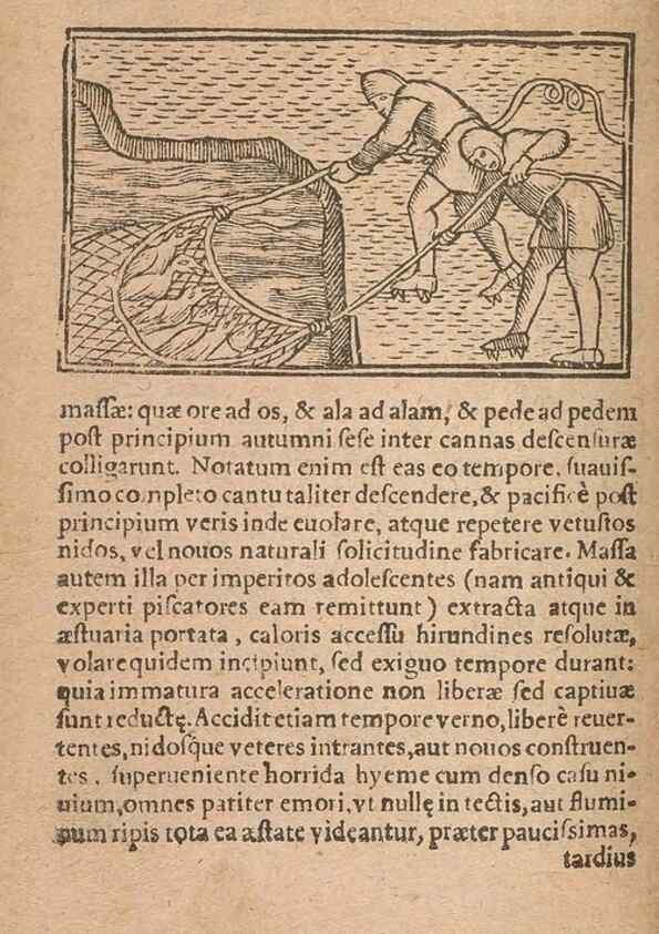 Reproducción/Reproduction 15612148546: Historiae de gentibus septentrionalibus /. Antverpiae :Apud Ioannem Bellerum,[ca. 1557]