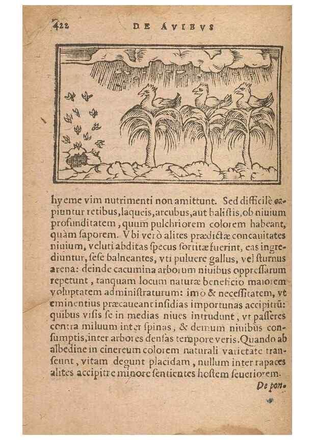 Reproducción/Reproduction 15633200261: Historiae de gentibus septentrionalibus /. Antverpiae :Apud Ioannem Bellerum,[ca. 1557]