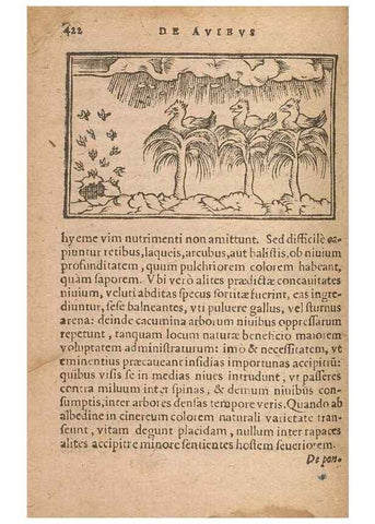 Reproducción/Reproduction 15633200261: Historiae de gentibus septentrionalibus /. Antverpiae :Apud Ioannem Bellerum,[ca. 1557]