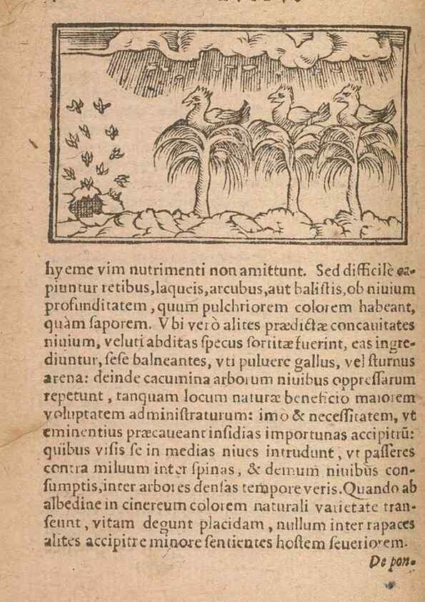 Reproducción/Reproduction 15633200261: Historiae de gentibus septentrionalibus /. Antverpiae :Apud Ioannem Bellerum,[ca. 1557]
