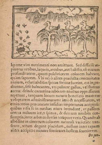 Reproducción/Reproduction 15633200261: Historiae de gentibus septentrionalibus /. Antverpiae :Apud Ioannem Bellerum,[ca. 1557]