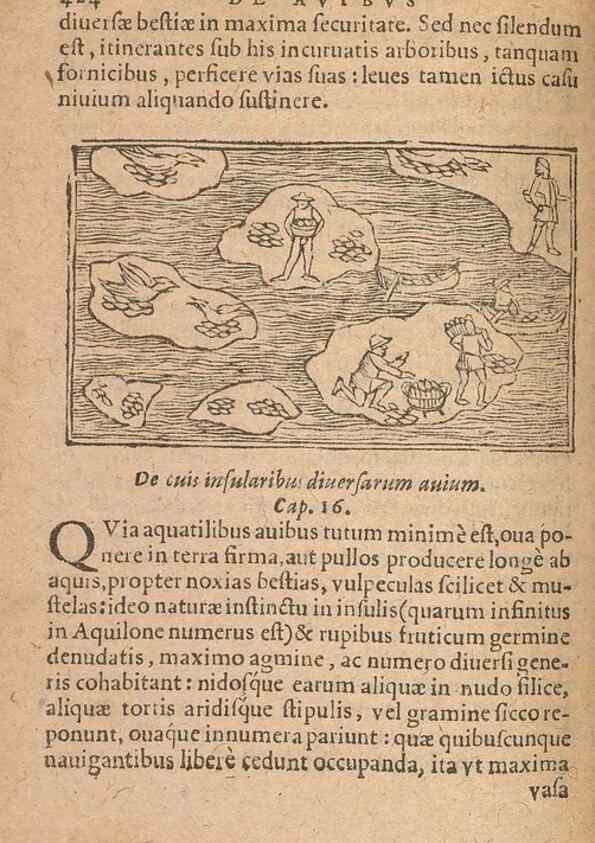 Reproducción/Reproduction 15015125694: Historiae de gentibus septentrionalibus /. Antverpiae :Apud Ioannem Bellerum,[ca. 1557]