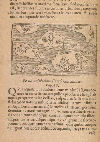 Reproducción/Reproduction 15015125694: Historiae de gentibus septentrionalibus /. Antverpiae :Apud Ioannem Bellerum,[ca. 1557]
